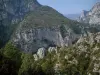 Parc Naturel Régional du Verdon - Arbres, garrigue et falaises calcaires (parois rocheuses) des gorges du Verdon