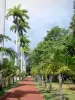 Saint-Denis - Allée du jardin de l'État bordée de palmiers
