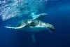 Croisière d'observation des dauphins et des baleines à La Réunion, au départ de Saint-Gilles-les-Bains - Boissons et collations incluses - Activité - Vacances & week-end à Saint-Paul
