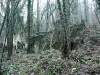 Bergette Natural Forest Area - Hikes & walks in La Ferté-sous-Jouarre