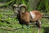 Chasse et découverte du Mouflon 