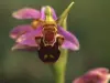 Wild Orchid, the Ophrys bee