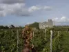Montjean-sur-Loire - Pincourt and vines