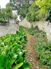 Flower Lane of Montsoreau