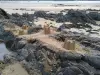 Châteaux de sable à la plage de la Roche d'Argent