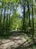 Forêt rhénane (protégée)