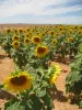 Sunflowers on the plateau of Valensole