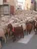 Christmas at Valensole - ​​Flock of sheep