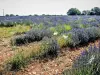 Lavender field (© J.E)