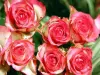 Les Journées de la Rose - Évènement à Doué-en-Anjou