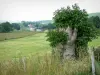 Региональный Природный Парк Петель Нормандской Сены - Вернье болото: дерево на переднем плане, луг и голубятня в фоновом режиме
