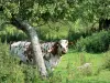 Региональный Природный Парк Петель Нормандской Сены - Вернье болото: нормандская корова на лугу