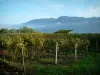 Савойский виноградник