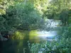 胡桃木 - 宁静的绿树成荫的河流