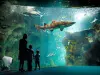 L'Aquarium de La Rochelle - Guide tourisme, vacances & week-end en Charente-Maritime