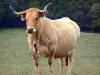 Aubrac koe