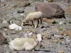 Circo de Gavarnie - Ovelhas (carneiros) em liberdade no circo natural, pedras e pedras; no Parque Nacional dos Pirenéus