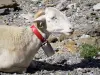 Circo de Gavarnie - Áries (ovelha) carregando um sino; no Parque Nacional dos Pirenéus