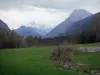 Clarée valley - Meadow, shrubs, trees and mountains