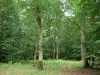 Floresta de Châteauroux