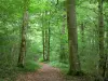 Forêt d'Élan