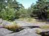 Forêt de Fontainebleau - Roche et arbres de la forêt