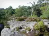 Forêt de Fontainebleau - Roche, végétation et arbres de la forêt