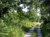 Forêt de Fontainebleau - Chemin forestier bordé de végétation et d'arbres
