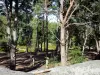 Forêt de Fontainebleau - Arbres de la forêt