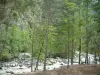 Gole della Restonica - Torrent (fiume) Restonica fiancheggiata da rocce e alberi