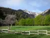 Hautes-Alpes Landschaften - Wiese, Holzeinzäunung, Bäume, Wald Boscodon und Berg
