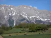 Hautes-Alpes Landschaften - Kuhherde in einer Wiese, Bäume und Berg