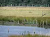 Landschaften der Brenne - Teich, Wasserpflanzen, Wiese und Zaun; im Regionalen Naturpark Brenne