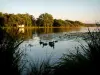 Landschaften der Landes - Enten schwimmend auf dem Wasser eines Teiches der Landes