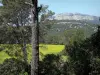 Landschaften des Languedoc - Bäume, Sträucher, Wiese und Felsen (Felswände) im Hintergrund