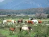 Landschaften des Languedoc - Regionaler Naturpark des Haut-Languedoc: Pferde und Kühe in einer
Weide, Bäume