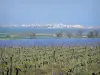 Landschaften des Languedoc - Weinanbau, Sträucher, Teiche und Badeort Palavas-les-Flots im Hintergrund