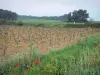 Landschaften des Languedoc - Rebstöcke, wild wachsende Blumen (Mohnblumen), Felder und Bäume