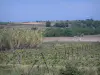 Landschaften des Languedoc - Weinanbau, Schilf und Bäume