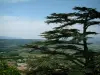 Landschappen van de Provence - Bomen en heuvels