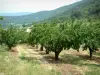 Landschappen van de Provence - Cherry bomen en heuvels