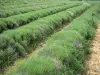 Landschappen van de Provence - Gebied van lavendel