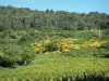 Landschappen van de Provence - Vines, bomen en vegetatie