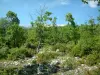 Landschappen van de Provence - Bomen in een bos met de Mont Ventoux op de achtergrond