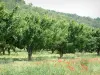 Landschappen van de Provence - Wilde bloemen (klaprozen), en kersenbomen