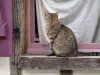 Lauzerte - Cat sitting on a windowsill