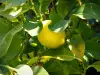 Limone di Mentone - Foglie di limone e un limone
