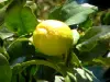 Limone di Mentone - Foglie di limone e un limone