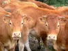 Limousin-Kuh