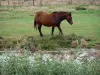 Marais breton vendéen - Roseaux en premier plan et cheval au bord de l'eau